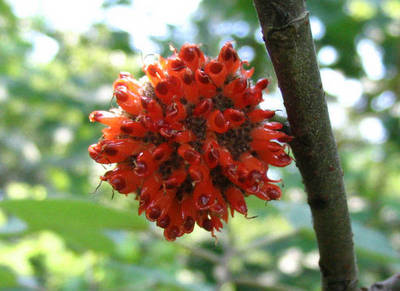 BROUSSONETIA PAPYRIFERA